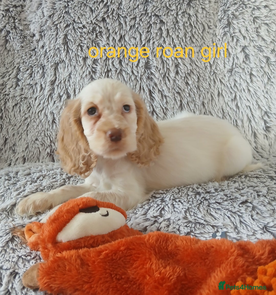 Cocker Spaniel dogs for sale: Health tested small cocker spaniels  - Image 4
