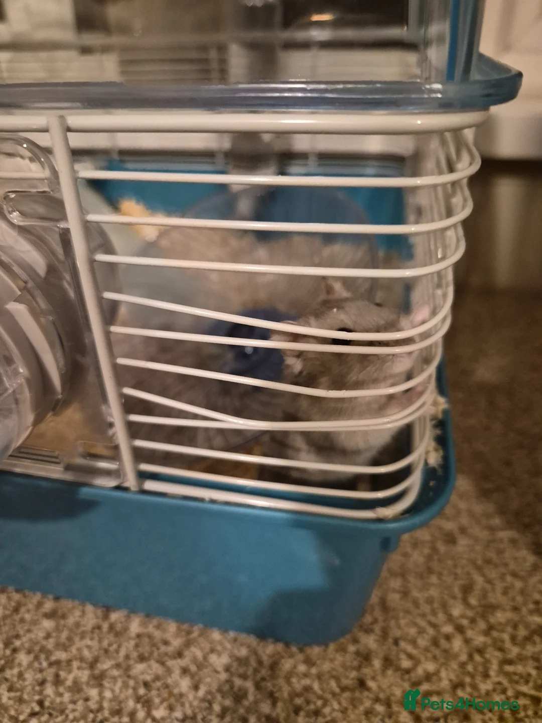 Hamster rodents for sale: Pedro the hamster is looking for a new home - Advert 2