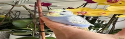 Budgerigars birds for sale: Hand Tame male baby budgies  - Advert 3