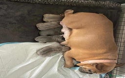 French Bulldog dogs for stud: Kc Reg Blue Fawn French Bulldog For Stud *PROVEN* in Irvine - Image 8
