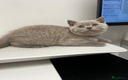 British Shorthair cats for sale: Blue Male GCCF British Shorthaired kitten in Ingatestone - Image 2