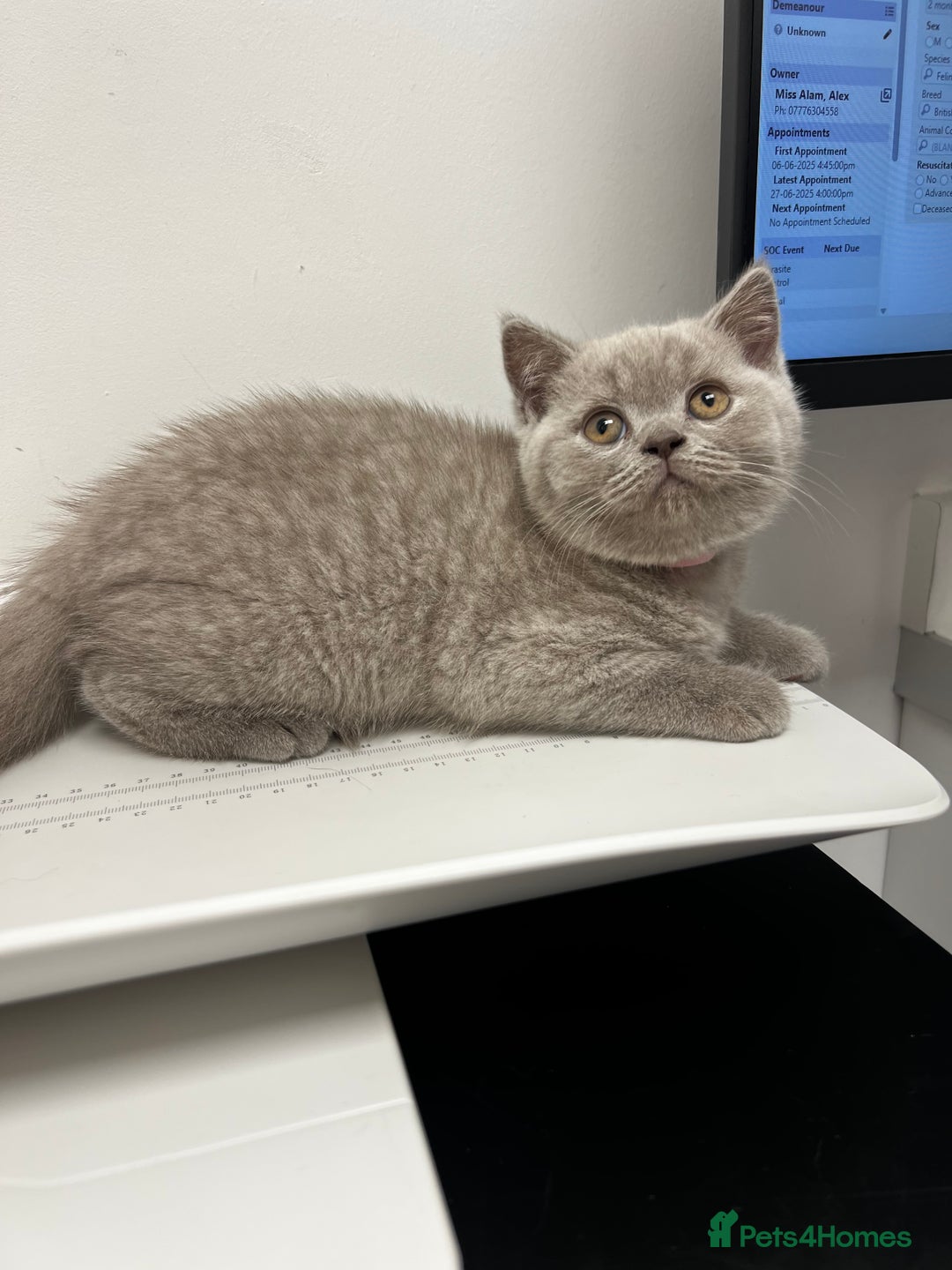 British Shorthair cats for sale: Blue Male GCCF British Shorthaired kitten in Ingatestone - Image 2