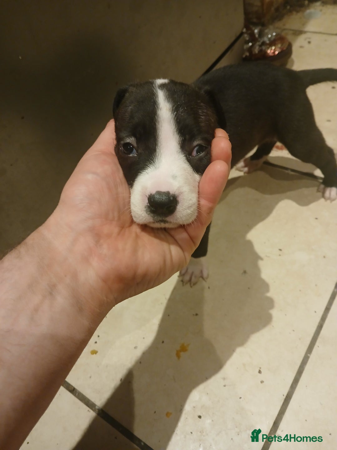 Staffordshire Bull Terrier dogs for sale: Staffordshire bull terrier 2x litters - Image 14