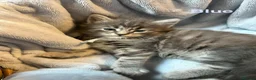 Maine Coon cats for sale: Maine Coon x Persian/Ragdoll Mix - Advert 10