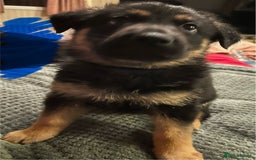 German Shepherd dogs for sale: 🐾 Beautiful German Shepherd Puppies! 🐾 - Image 9