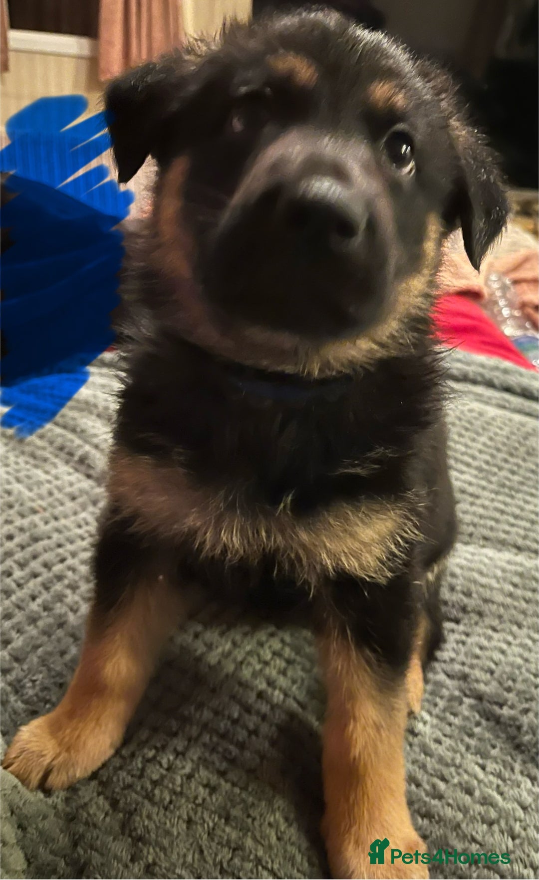 German Shepherd dogs for sale: 🐾 Beautiful German Shepherd Puppies! 🐾 - Image 9