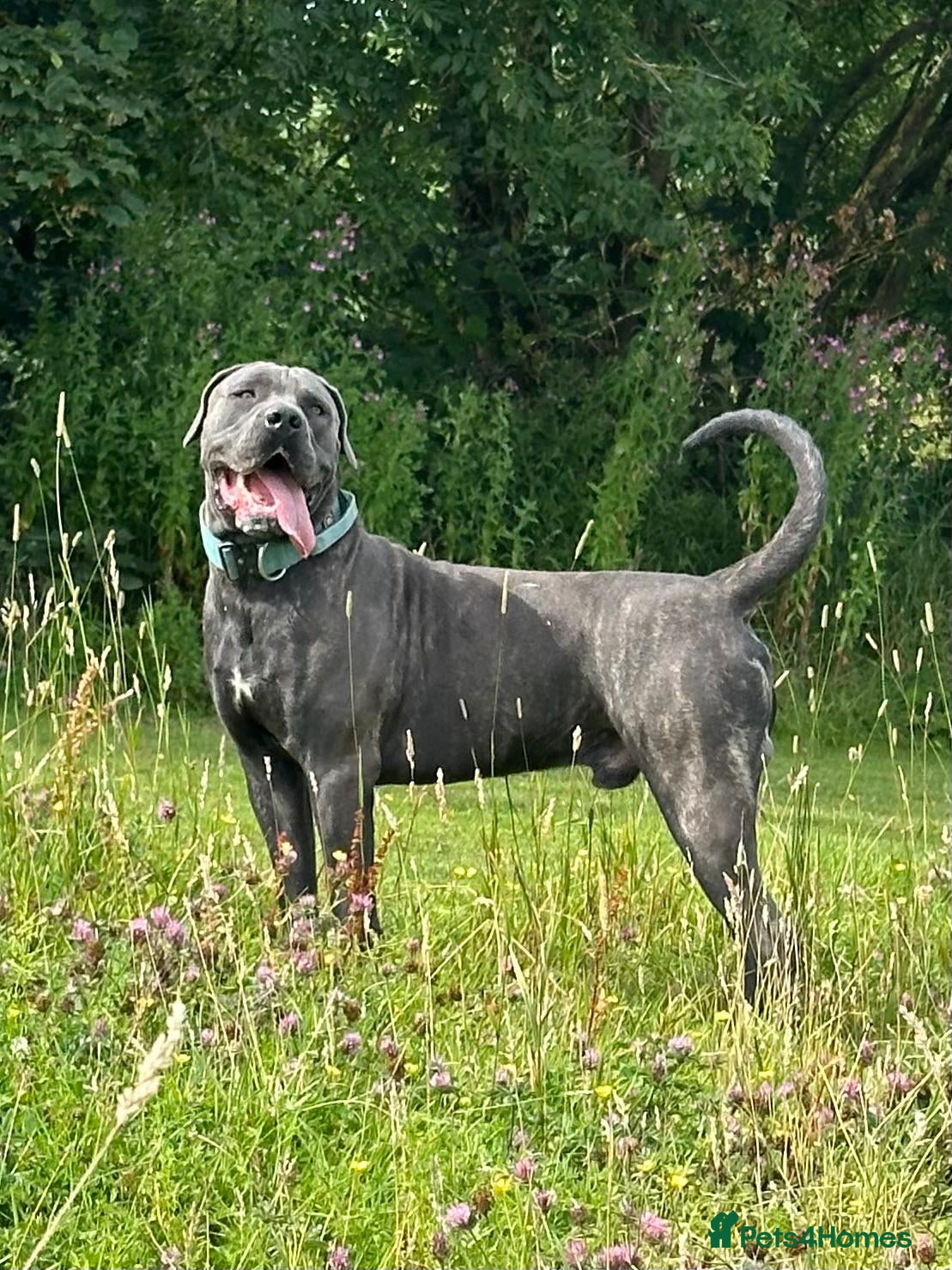 Cane Corso dogs Exceptional Cane Corso Puppies – Elite Bloodlines. - Advert 1