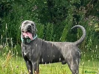 Cane Corso dogs Exceptional Cane Corso Puppies – Elite Bloodlines. - Advert 1
