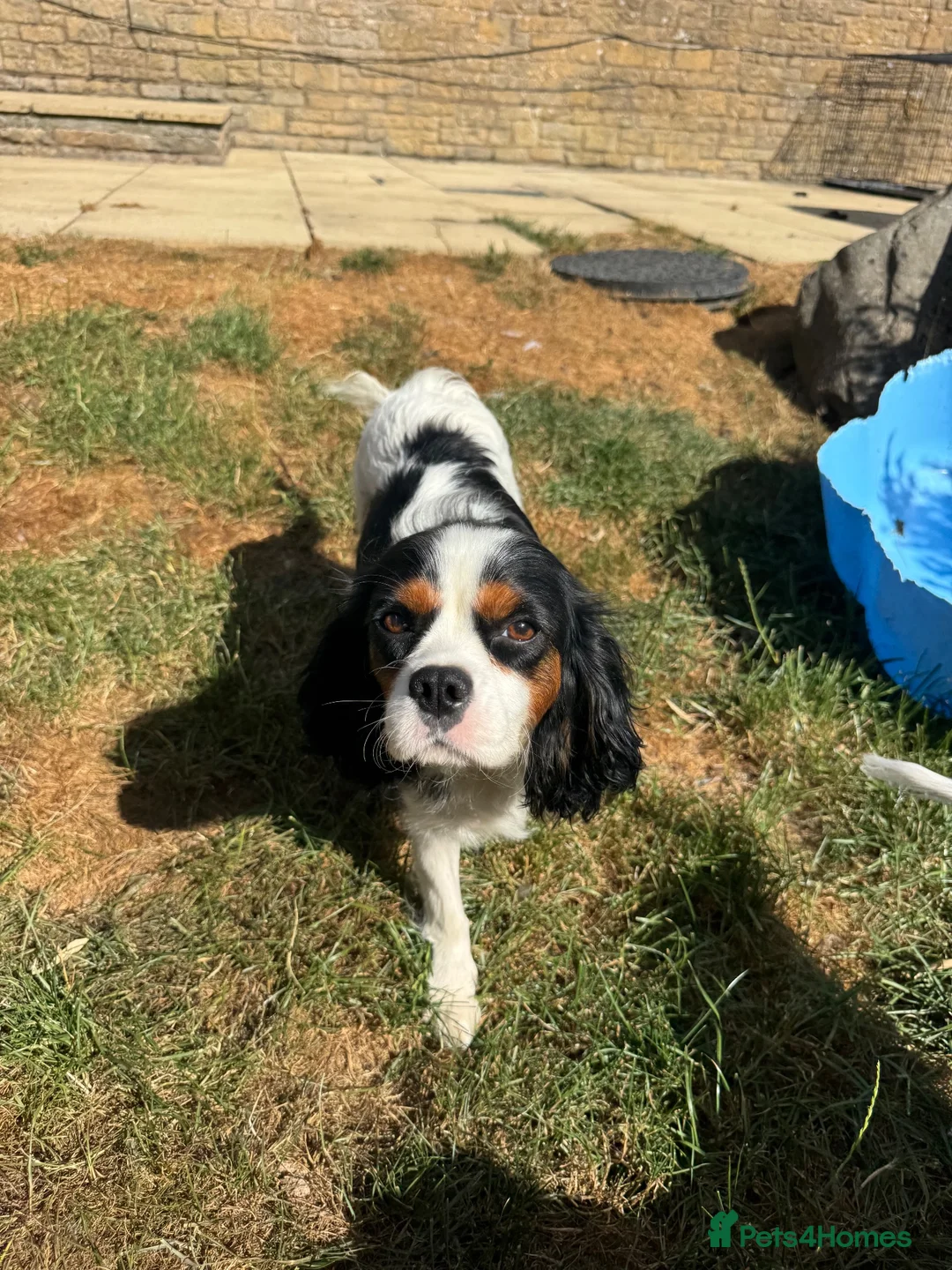 Cavapoo dogs for sale: Ready to go now! Cavapoo puppies🩷💙 - Advert 1