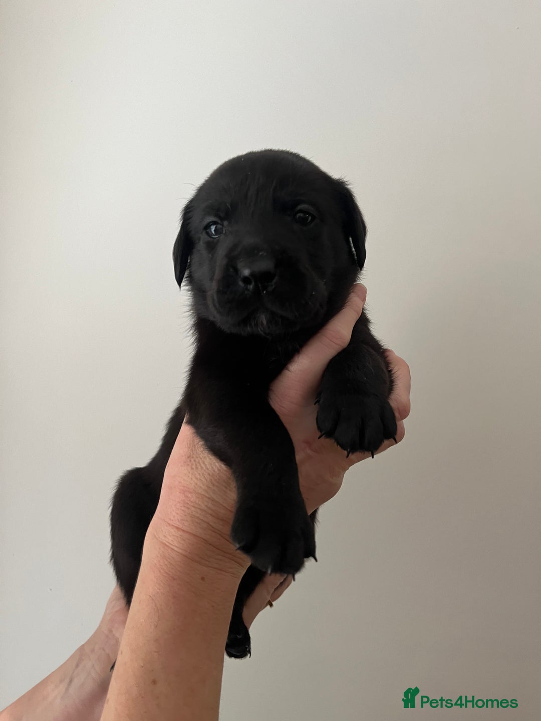 Mixed Breed dogs for sale: 11 Fabulous LABROTTIES - Advert 13