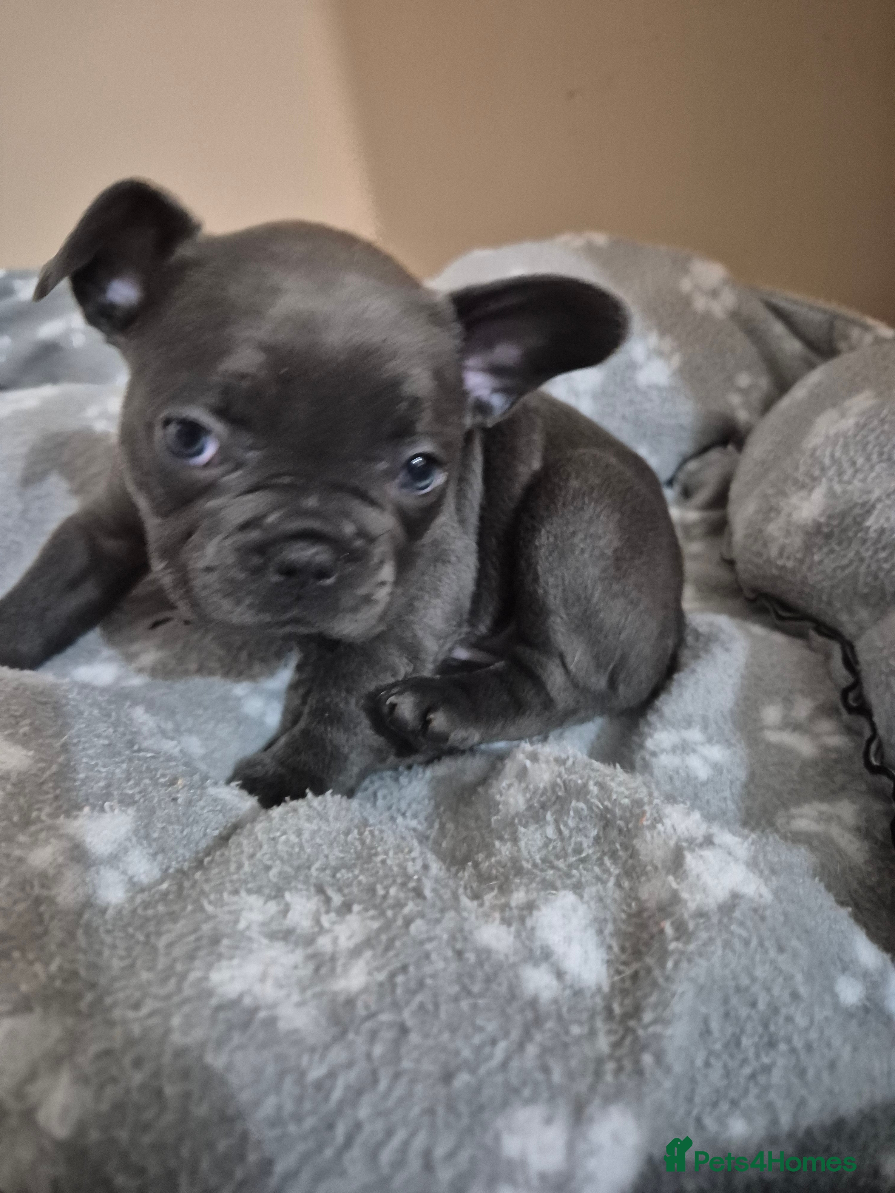 French Bulldog dogs Litter of French bulldog puppies - Advert 17