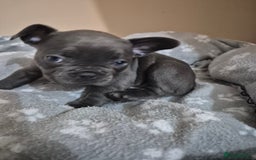 French Bulldog dogs for sale: Litter of French bulldog puppies - Image 1