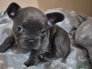 French Bulldog dogs - Advert 9