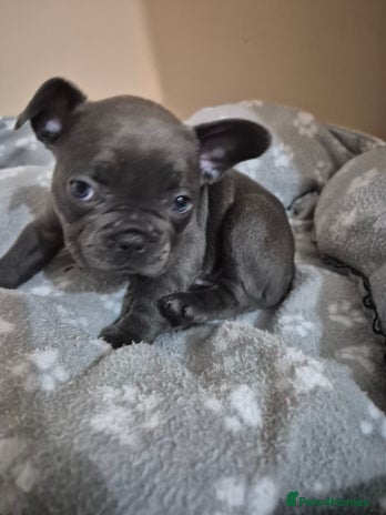 French Bulldog dogs - Advert 2