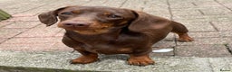 Miniature Dachshund dogs for stud: Mini Smooth Choc/Tan Male Dachshund (Stud only) - Advert 7