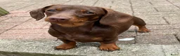 Miniature Dachshund dogs for stud: Mini Smooth Choc/Tan Male Dachshund (Stud only) - Advert 7