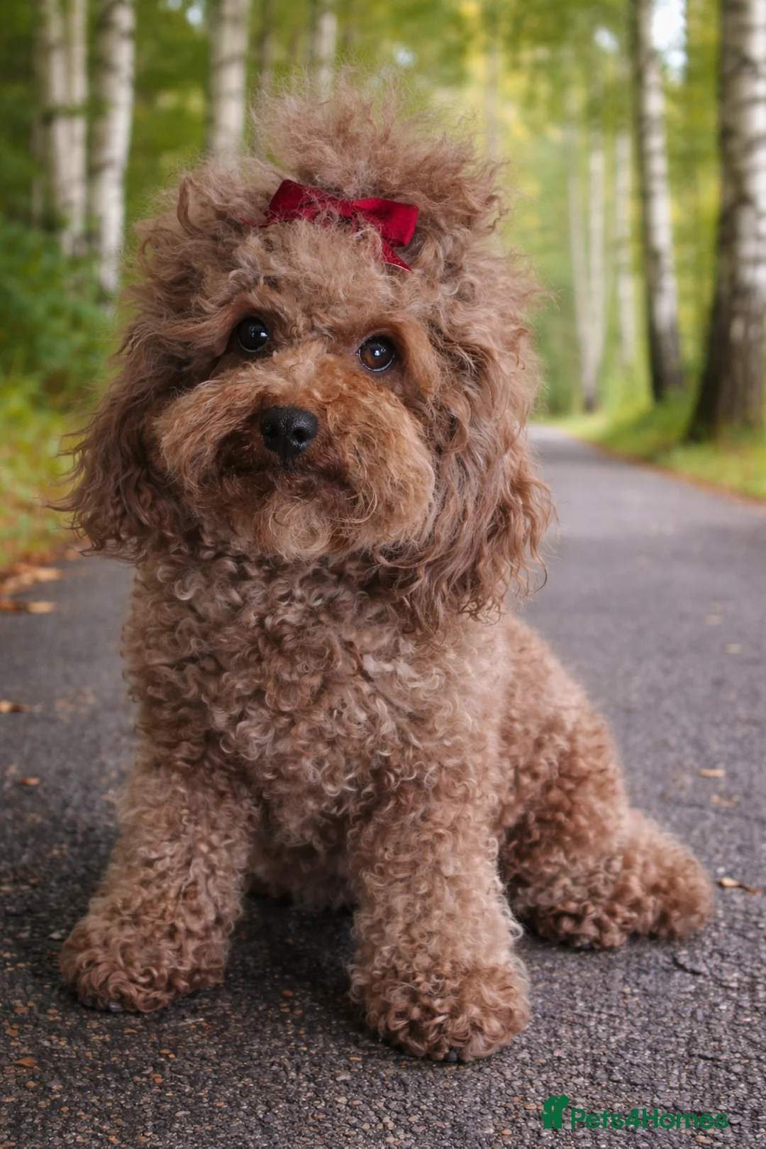 Toy Poodle dogs for sale: Asian chocolate red young adult mini poodle girl - Advert 1