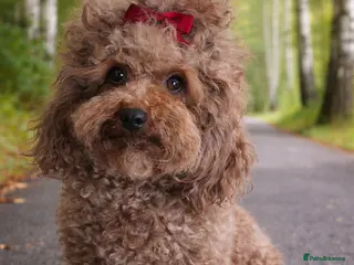 Toy Poodle dogs Asian chocolate red young adult mini poodle girl - Advert 4