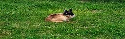 Netherland Dwarf rabbits for sale: 2 Female Netherland Dwarf Rabbits in Northampton - Advert 13