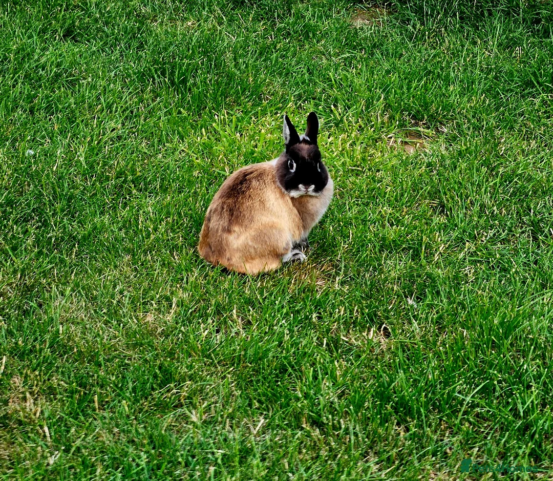 Netherland Dwarf rabbits for sale: 2 Female Netherland Dwarf Rabbits in Northampton - Advert 13