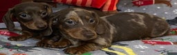 Miniature Dachshund dogs for sale: Two beautiful mini smooths available  - Advert 12