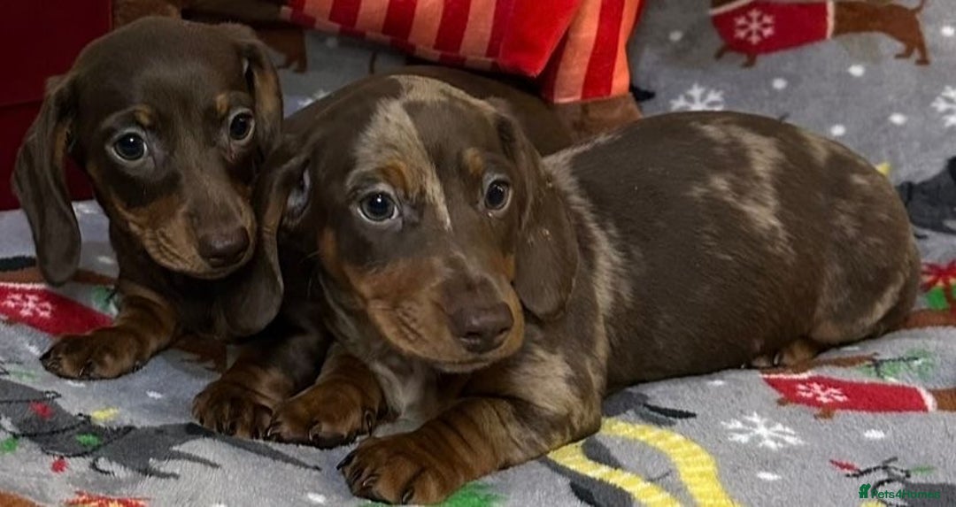 Miniature Dachshund dogs for sale: Two beautiful mini smooths available  - Advert 12