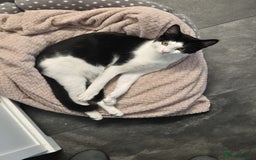British Shorthair cats for sale: 1xmale black & white and 1xfemale Calico colours  - Image 2