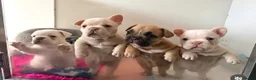 French Bulldog dogs for stud: French Bulldog Stud  - Advert 7