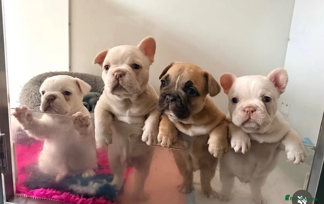 French Bulldog dogs for stud: French Bulldog Stud  - Advert 7