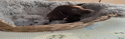Cocker Spaniel dogs for sale: Working Type Cocker Spaniels  - Advert 4