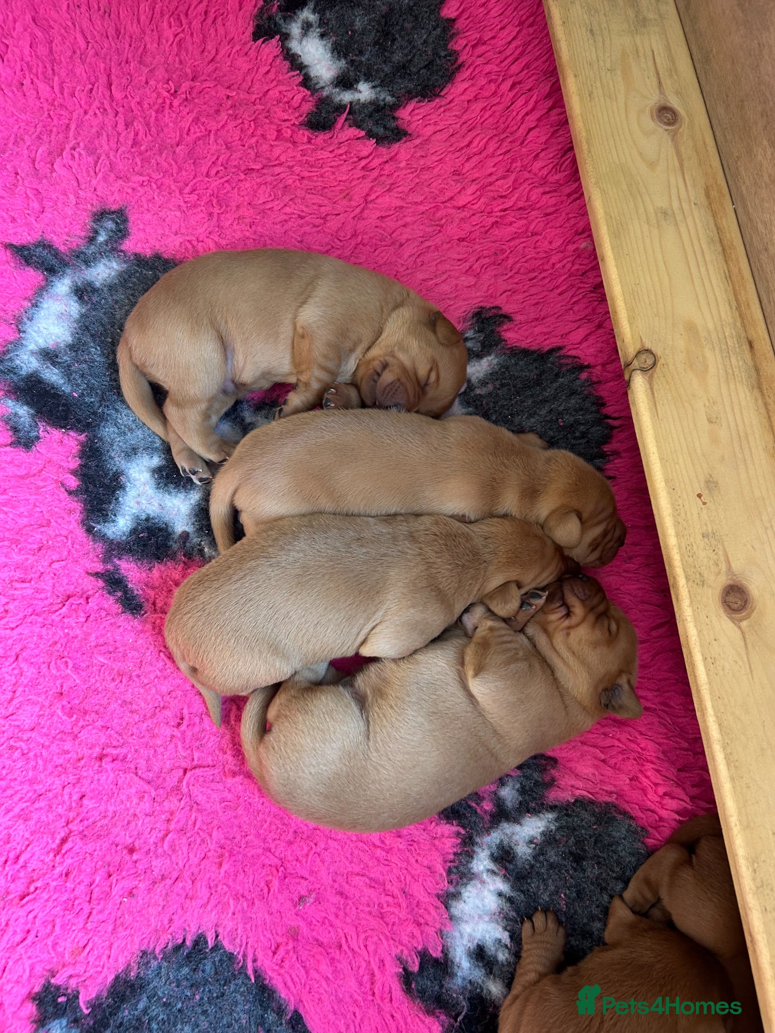 Labrador Retriever dogs Beautiful KC Fox Red Labrador puppies for sale  - Advert 1