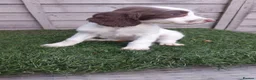 English Springer Spaniel dogs for sale: English springer spaniels in Bargoed - Advert 29