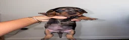 Dachshund dogs for sale: 4 beautiful boy pups looking for forever homes  - Advert 7