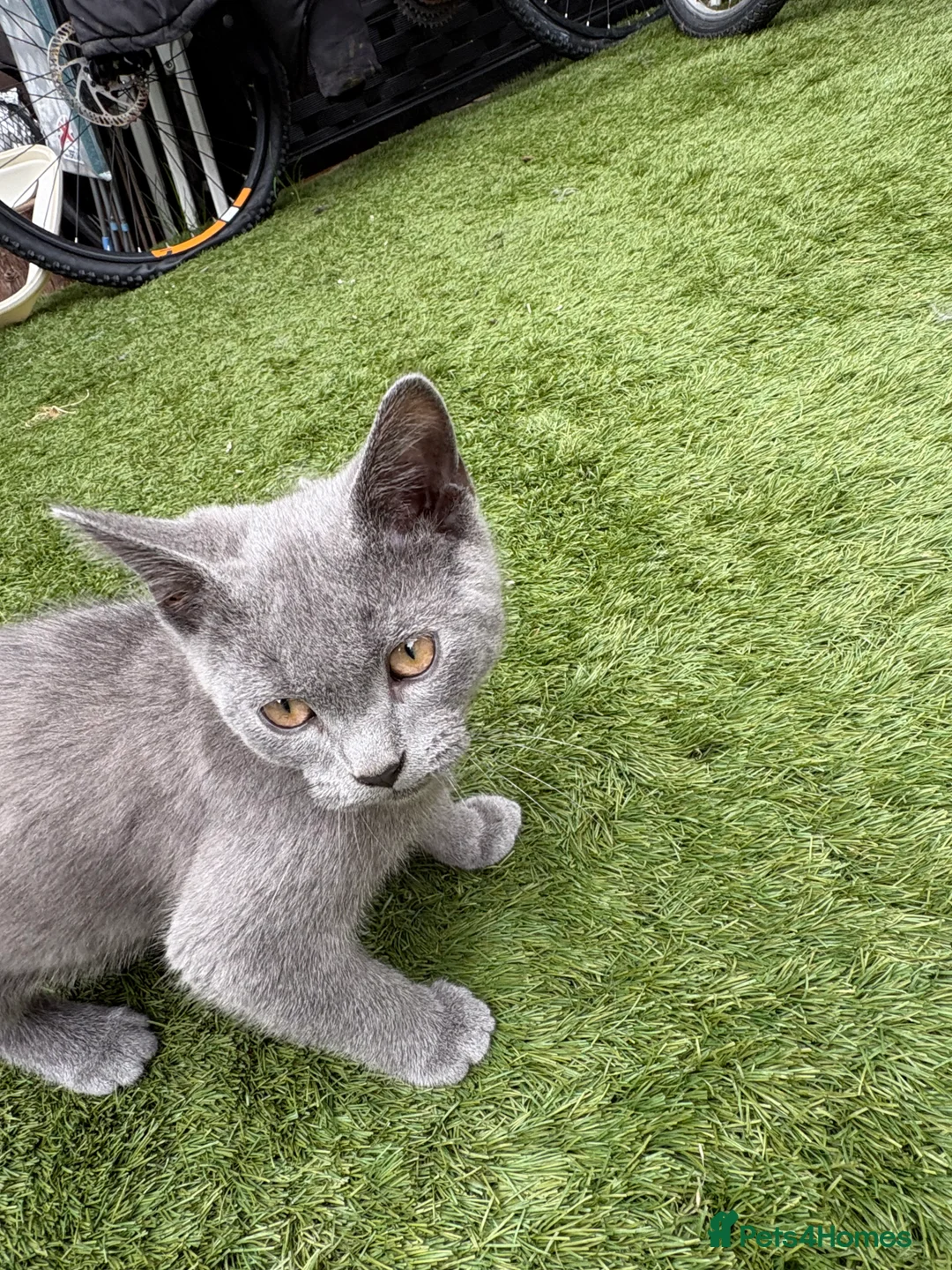 British Shorthair cats for sale: British Shorthair Kitten Male  - Advert 1