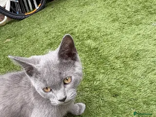 British Shorthair cats British Shorthair Kitten Male - Advert 18