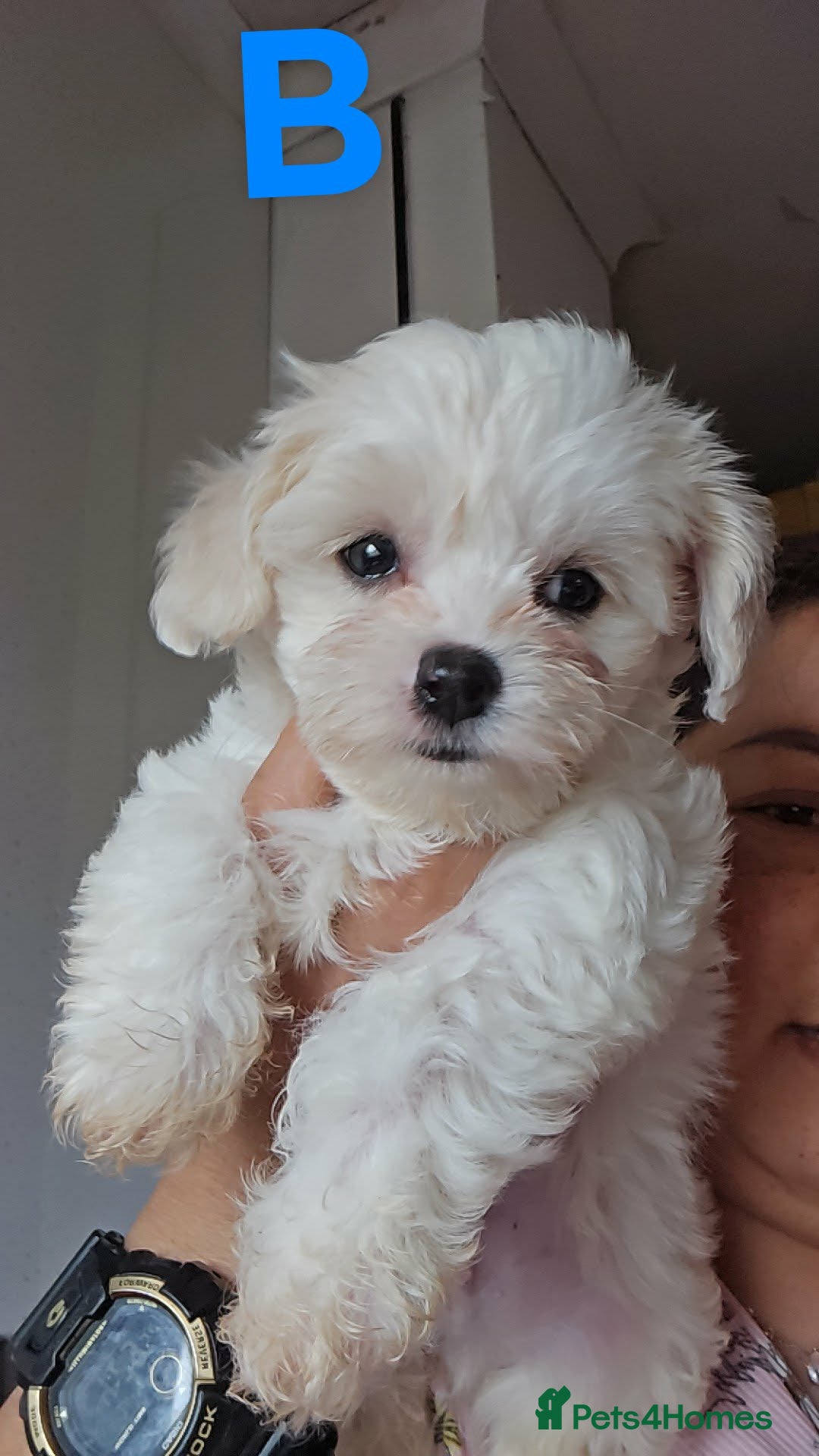 Mixed Breed dogs Shih tzu x Yorkshire terrier x chihuahua long hair - Advert 2