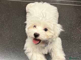 Maltese dogs 8 months old adorable maltese - Advert 12