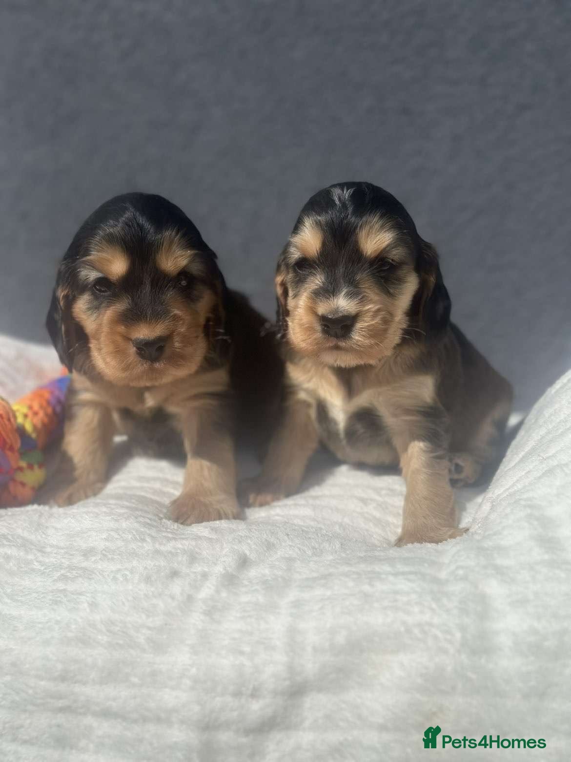 Cocker Spaniel dogs Show Cocker Spaniel Puppy’s  - Advert 1