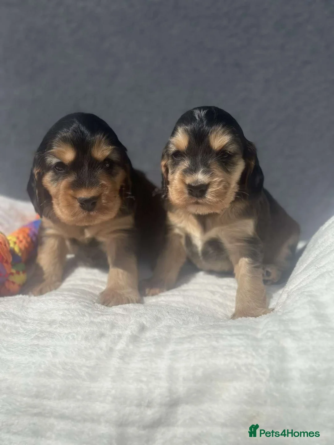 Cocker Spaniel dogs for sale: Show Cocker Spaniel Puppy’s  in Bradford - Advert 1