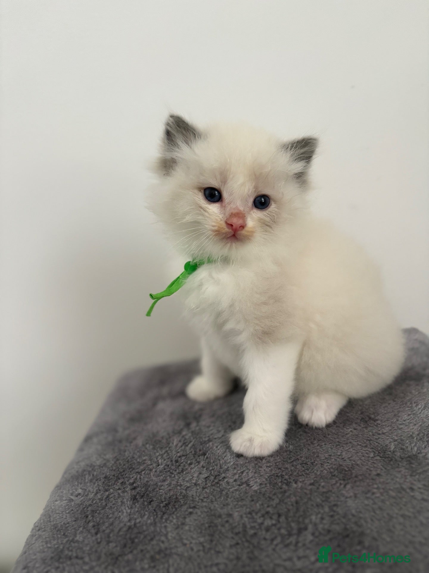 Ragdoll cats Ragdoll kittens 1 bi colour boy left  - Advert 2