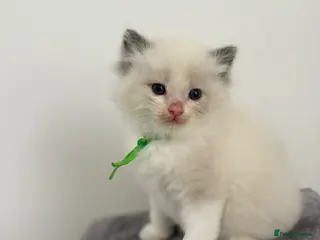 Ragdoll cats Ragdoll kittens 1 bi colour boy left - Advert 2