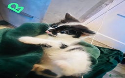 British Longhair cats for sale: British mix breed kittens for sale  - Advert 2