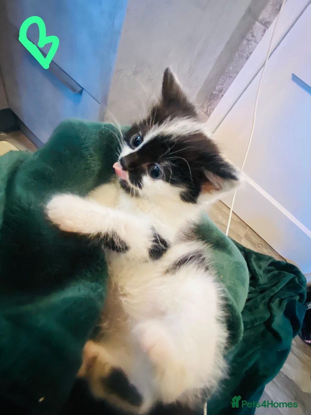 British Longhair cats for sale: British mix breed kittens for sale  - Advert 2