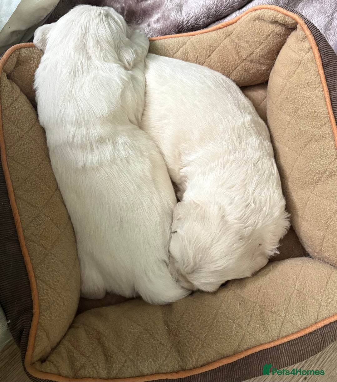 Golden Retriever dogs for sale: KC registered Golden retriever boy puppy - Advert 7