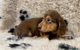 Miniature Dachshund dogs for sale: Miniature dachshund - Image 3
