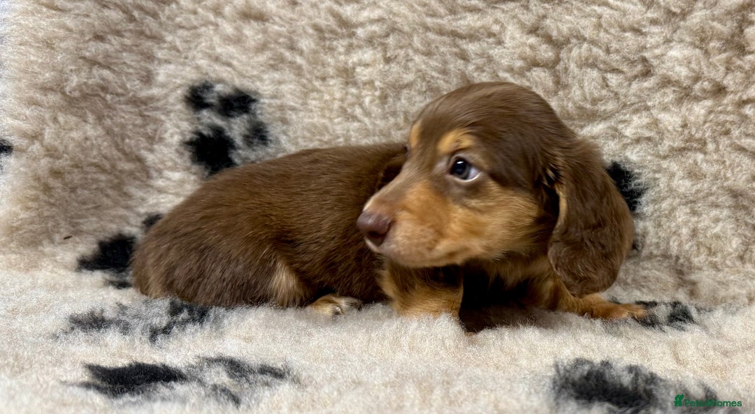 Miniature Dachshund dogs for sale: Miniature dachshund - Image 3