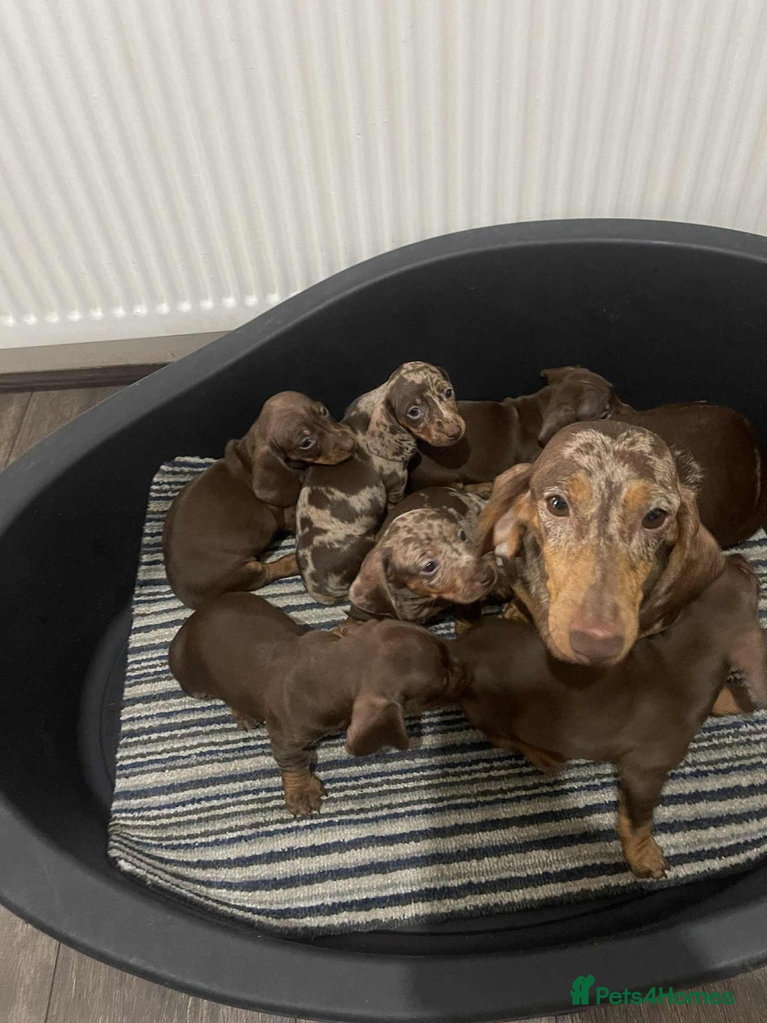 Miniature Dachshund dogs for sale: Miniature Dachshund Puppies - Image 9