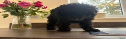 Toy Poodle dogs for sale: READY NOW solid black KC Toy poodle Girl - Advert 6