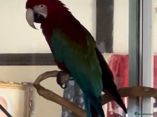 Macaws birds Macaw - Advert 1