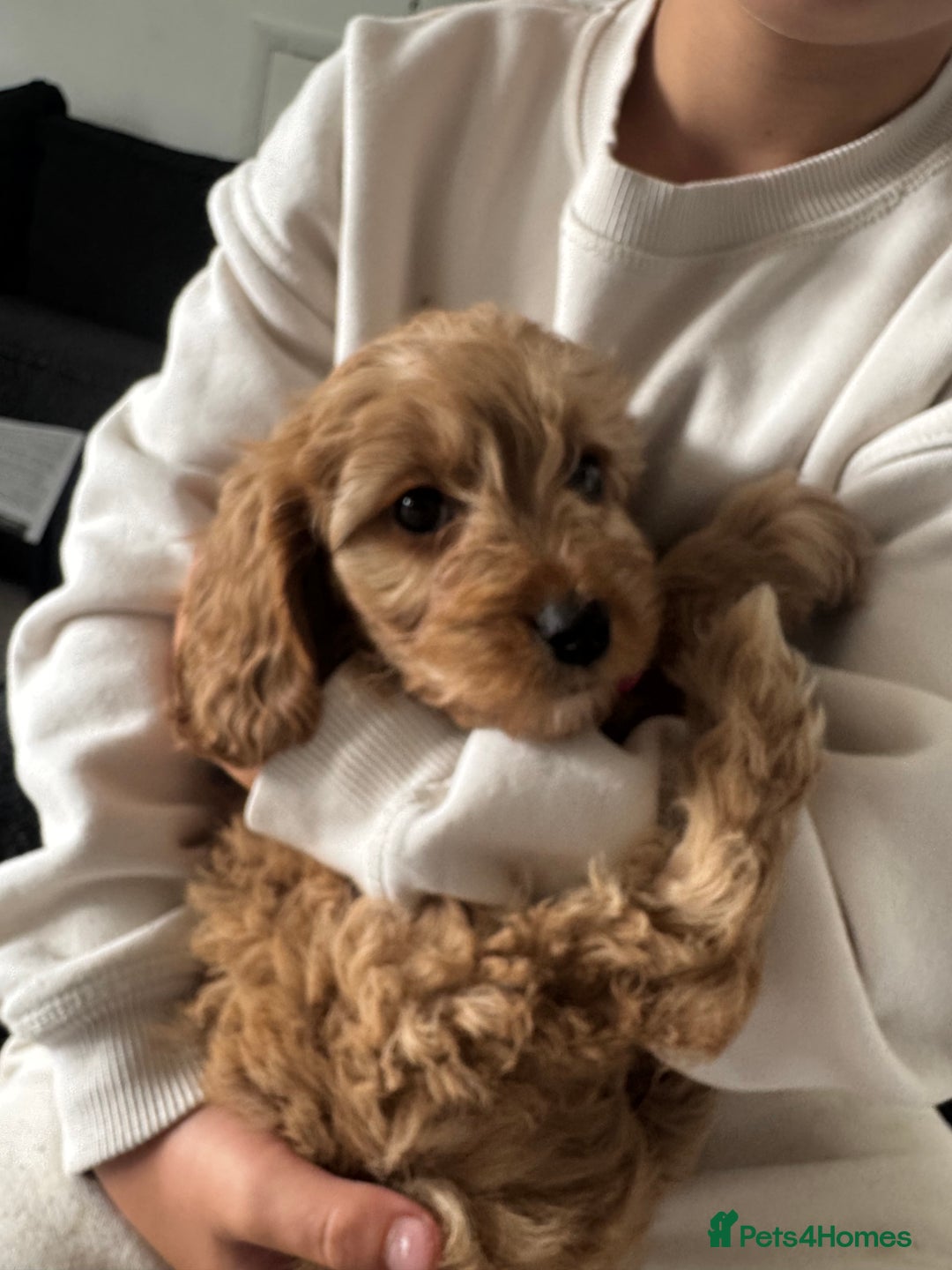 Cavapoo dogs for sale: Cavapoo puppies  - Image 10